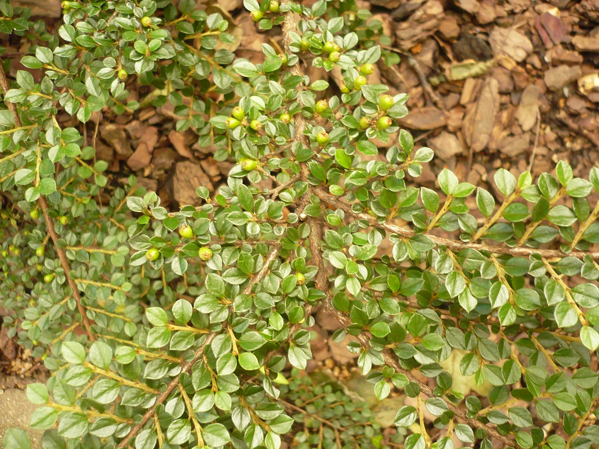 Cotoneaster horizontalis (Rosaceae)